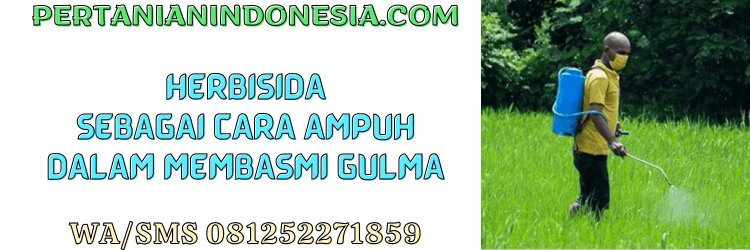 herbisida,rumput liar,gulma,tanaman liar,pertanian indonesia